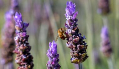 Ramona Calendar of Events – San Diego Union-Tribune