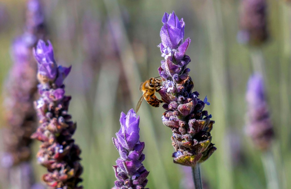 Ramona Calendar of Events – San Diego Union-Tribune