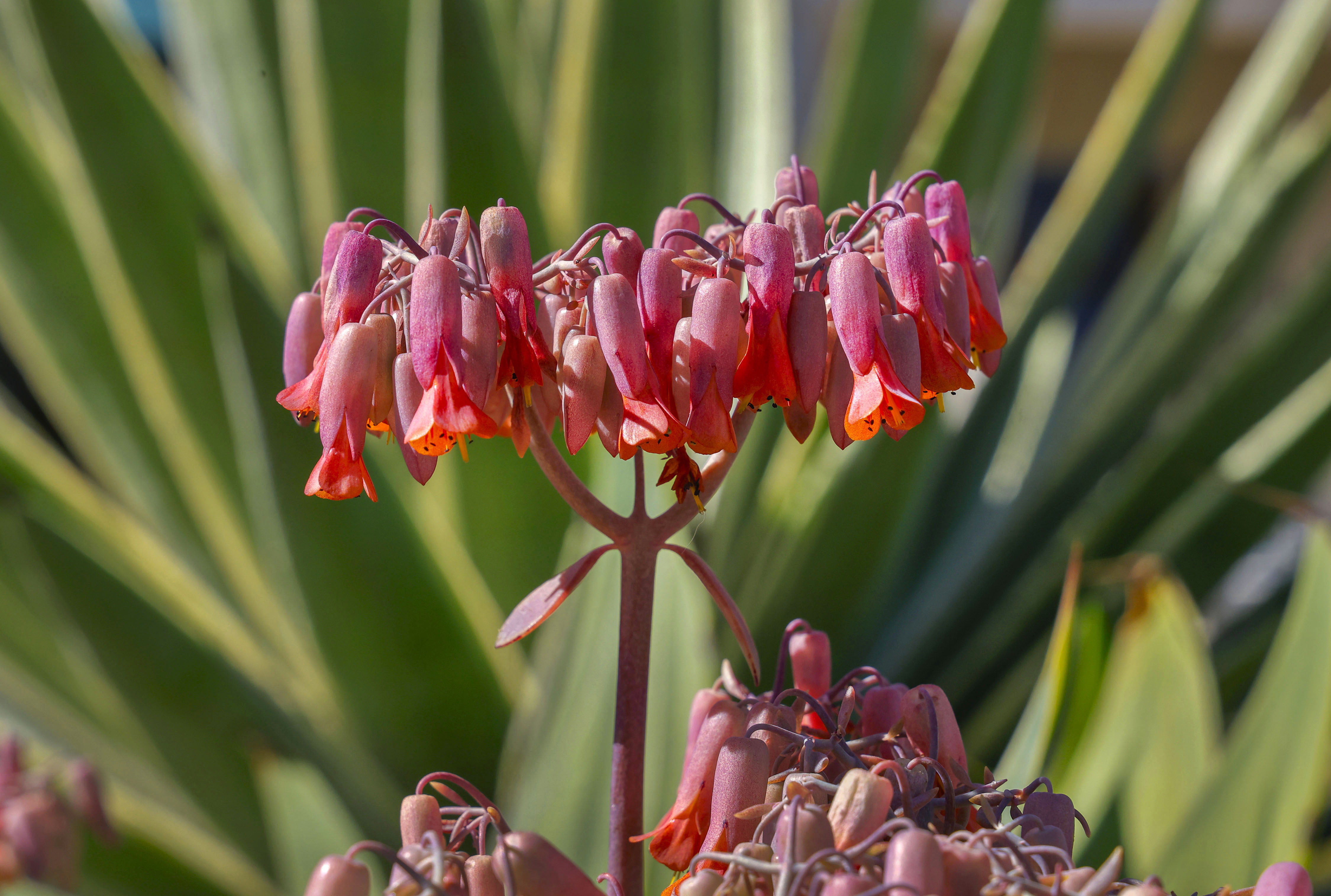 Groups of kalanchoe blooms provide bursts of color. (Charlie Neuman...