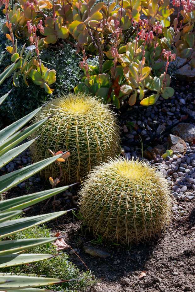 Two golden barrel cacti nestle near a selection of varied succulents on the side of the yard, in full sun. (Charlie Neuman / For The San Diego Union-Tribune)