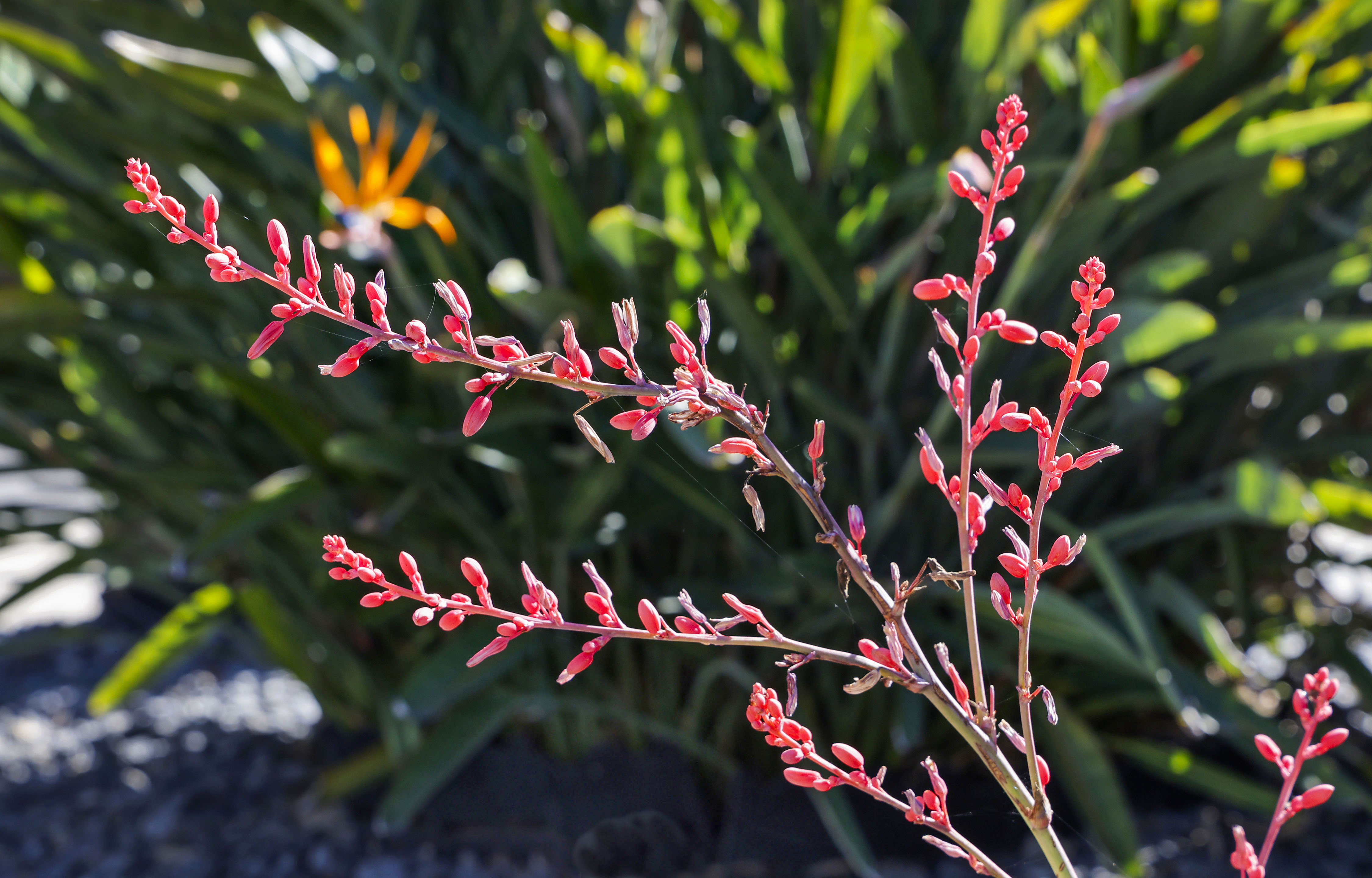 Bright red Hester aloe flowers bloom in front of bird...