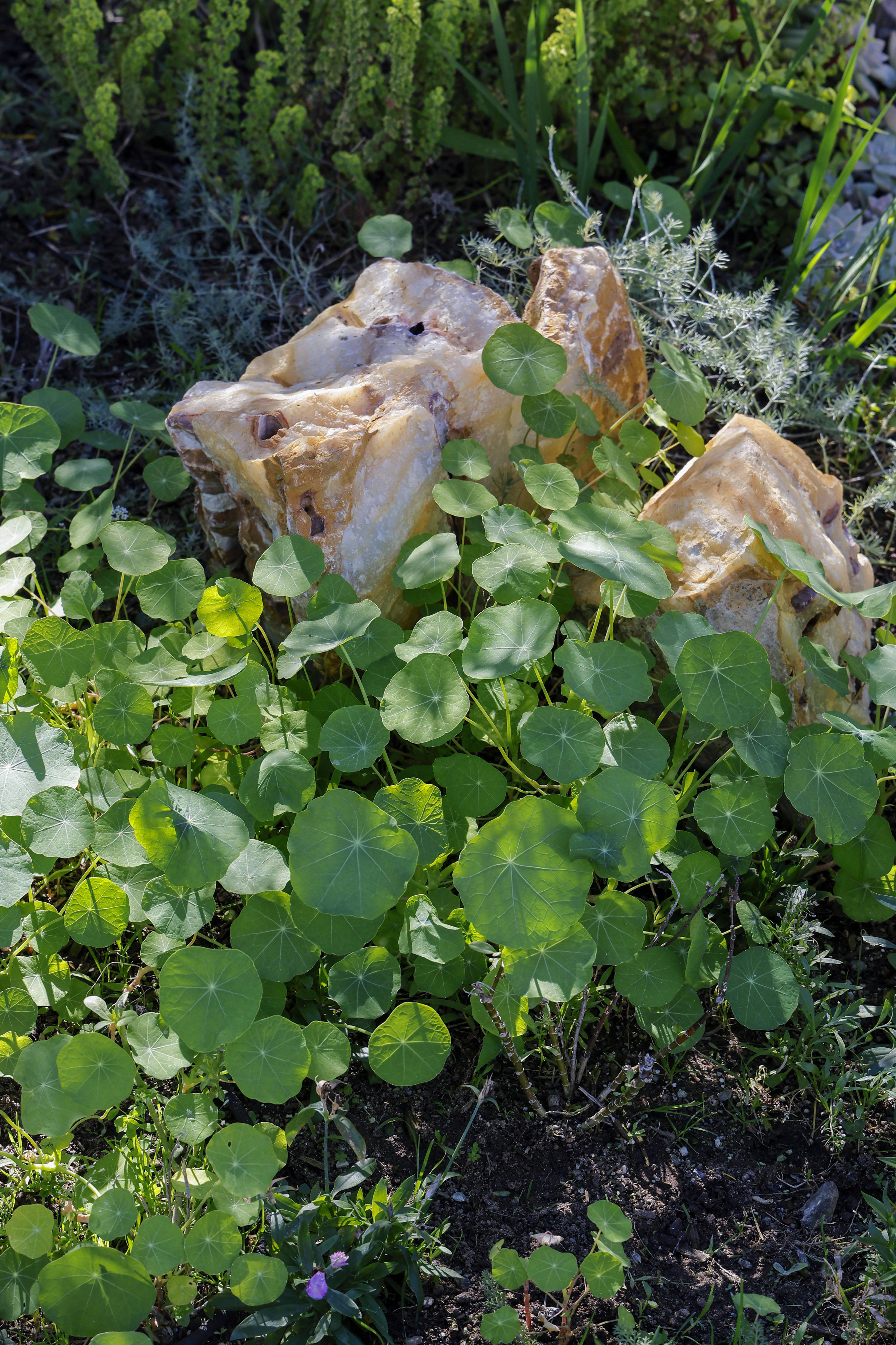 Sunshine dapples Nasturtiums and decorative rocks. (Charlie Neuman / For...