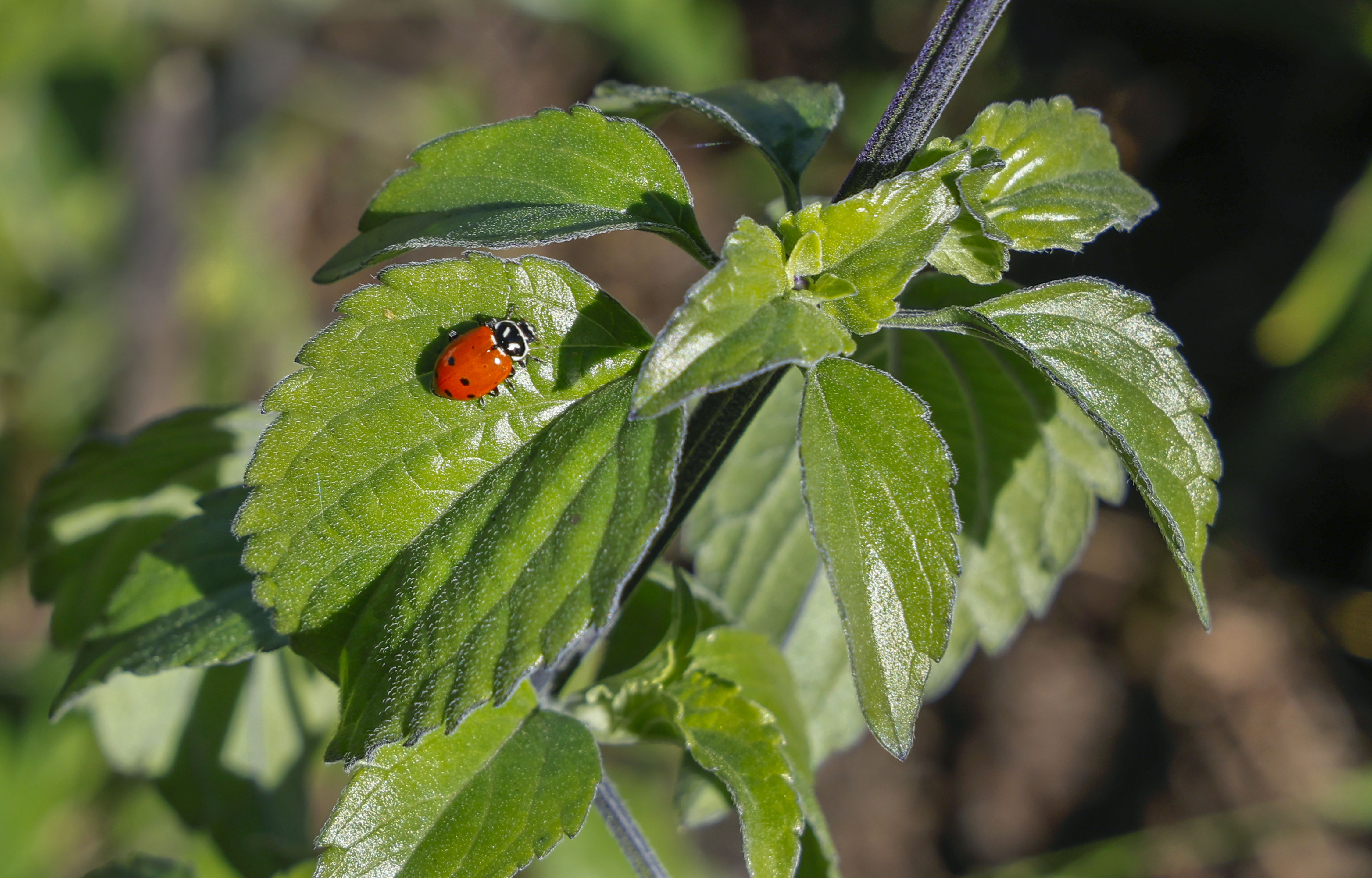 A ladybug crawls across a sage plant leaf. (Charlie Neuman...