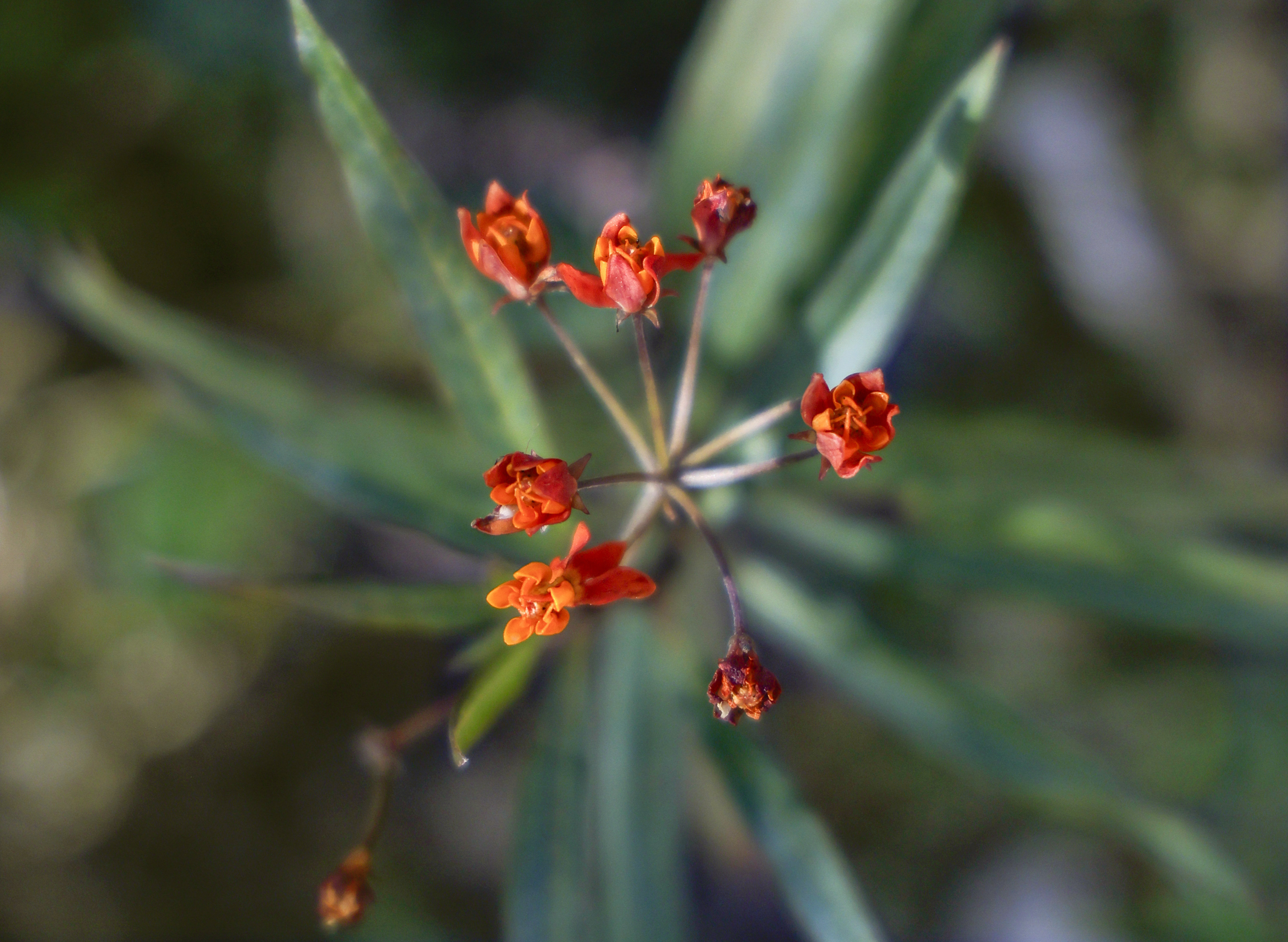 Detail view of small colorful milkweed flowers, some of the...