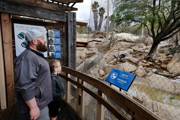 At San Diego Safari Park's Condor Ridge exhibit visitors from Minnesota Morgan Wells and his nine year old son Ridley view a California Condor standing among the rocks. (Charlie Neuman / For The San Diego Union-Tribune)