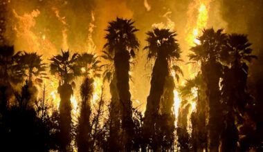 Lightning strikes ignite more than 100 palm trees in San Pasqual Valley – San Diego Union-Tribune