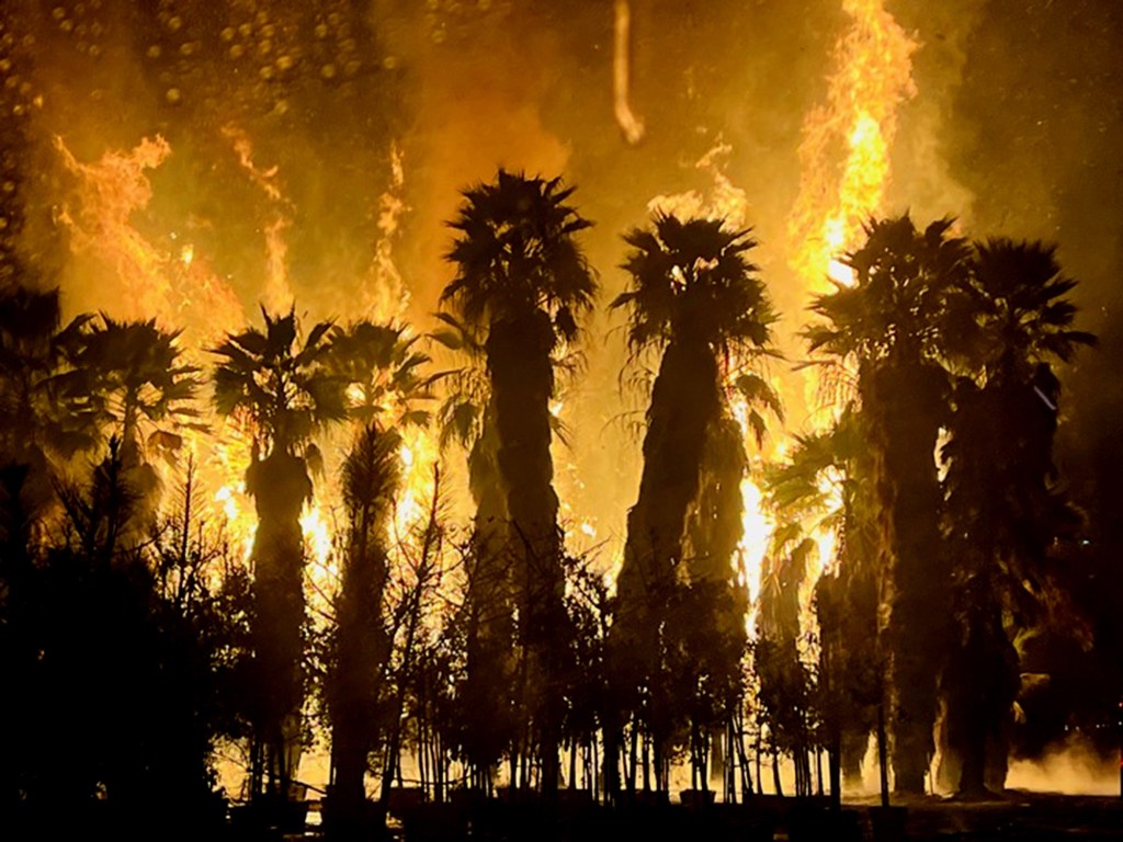 Lightning strikes ignite more than 100 palm trees in San Pasqual Valley – San Diego Union-Tribune