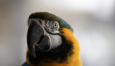 Initiative seeks to ban retail sale of bred companion birds