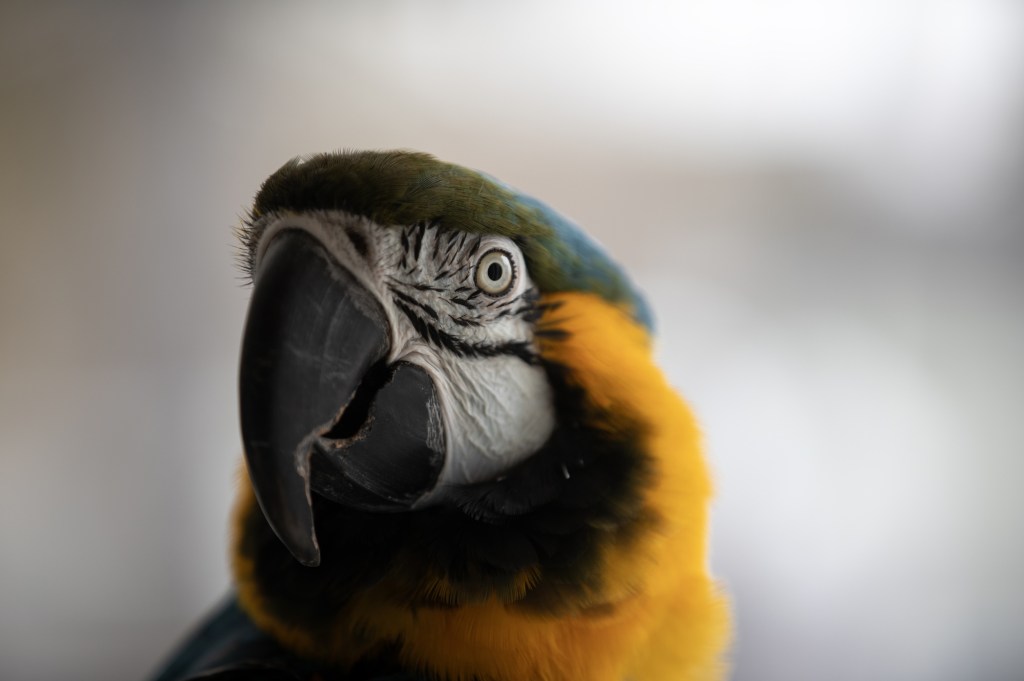 Initiative seeks to ban retail sale of bred companion birds