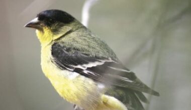 Ready, set, birdwatch, Play Backyard Bird Bingo this February