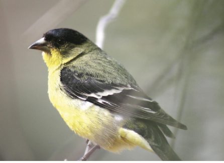 Ready, set, birdwatch, Play Backyard Bird Bingo this February