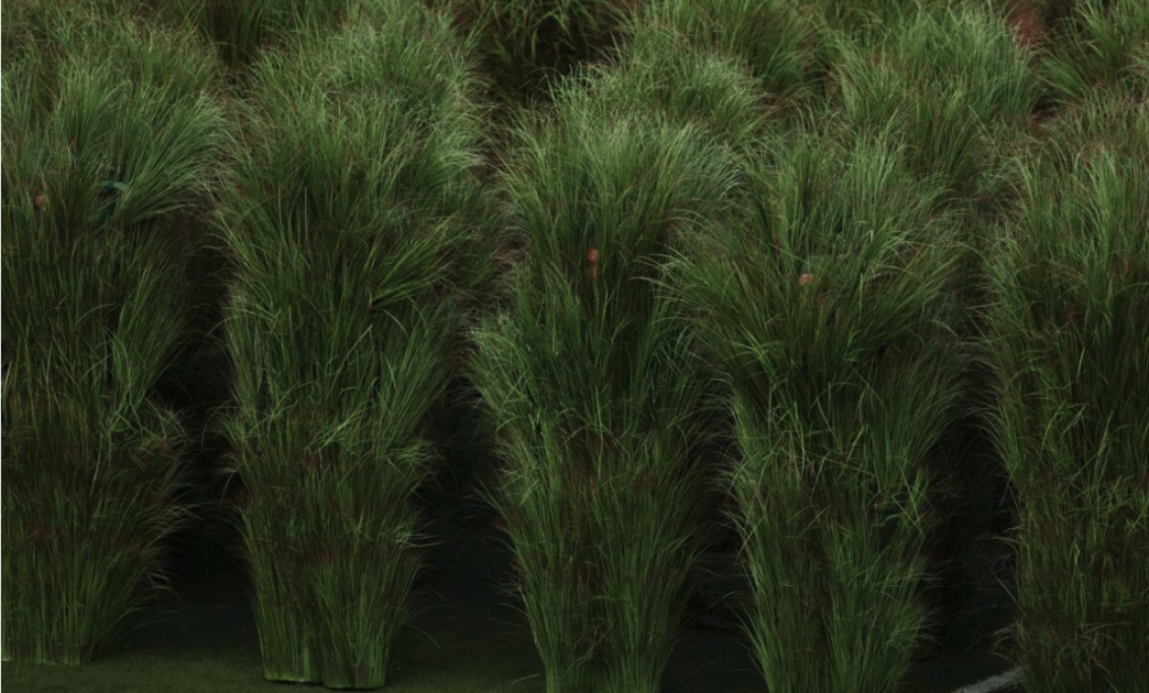 Super Bowl LX, Bad Bunny