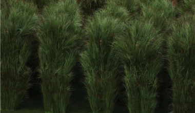 Super Bowl LX, Bad Bunny