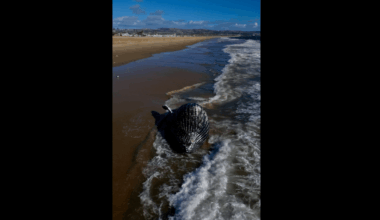 Tides wash 23,000-pound dead humpback whale back out to sea in Newport Beach – NBC Los Angeles