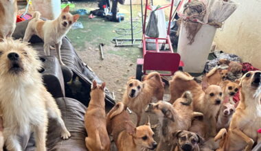 Bend's Street Dog Hero welcomes 30+ Chihuahua mixes rescued from Central California