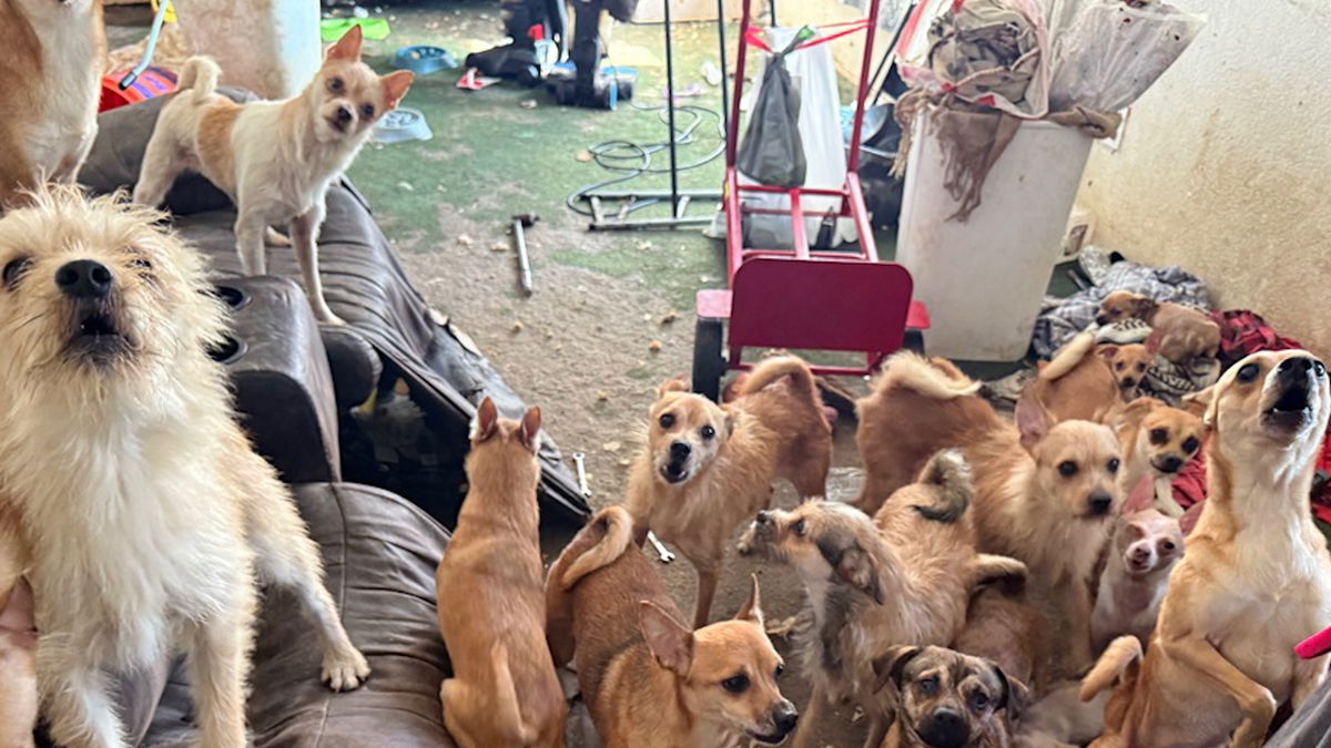 Bend's Street Dog Hero welcomes 30+ Chihuahua mixes rescued from Central California