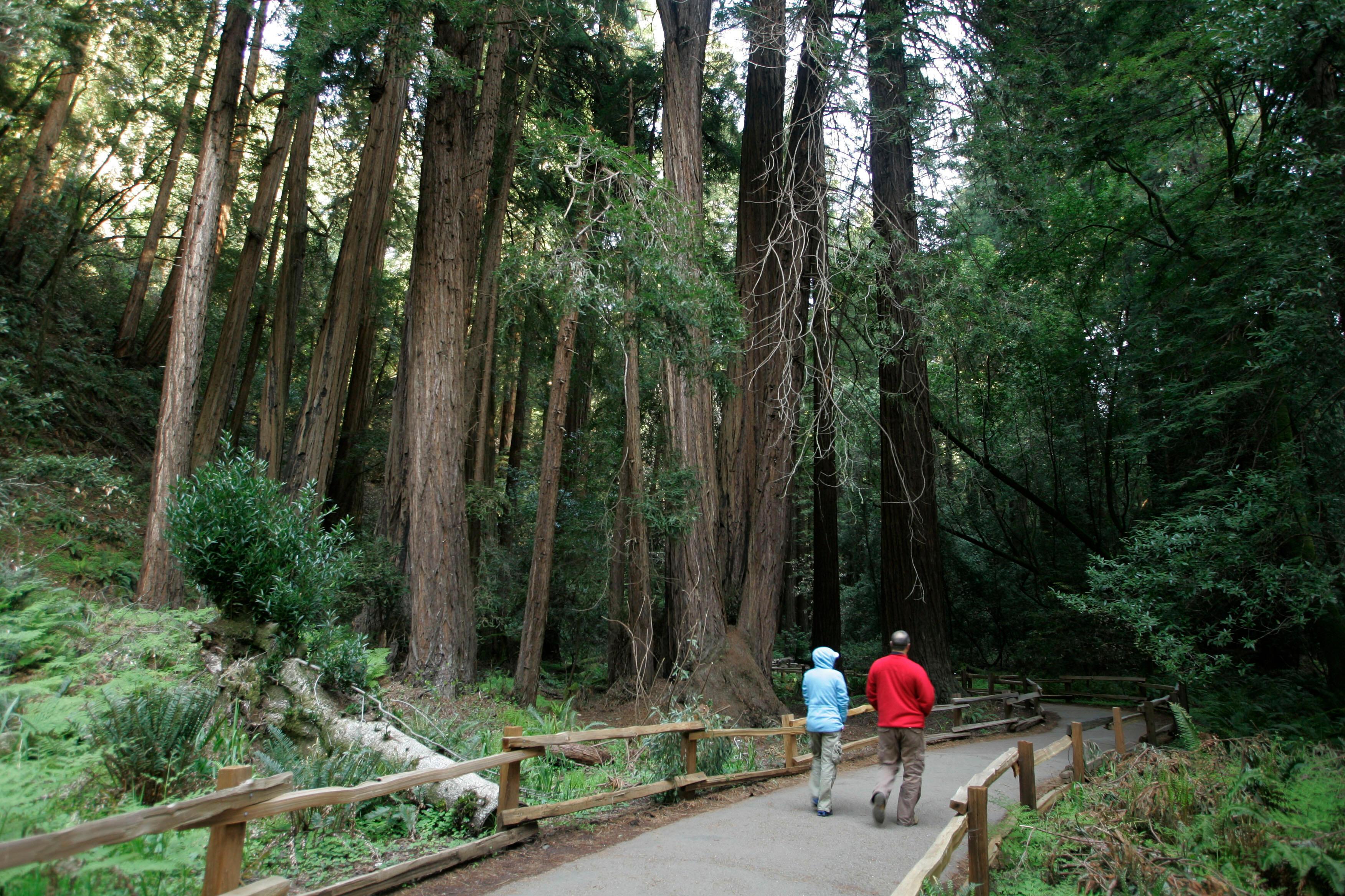 A couple walk along a pathway beneath giant redwoods at...