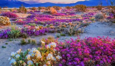 7 Best Places to See Wildflowers in California