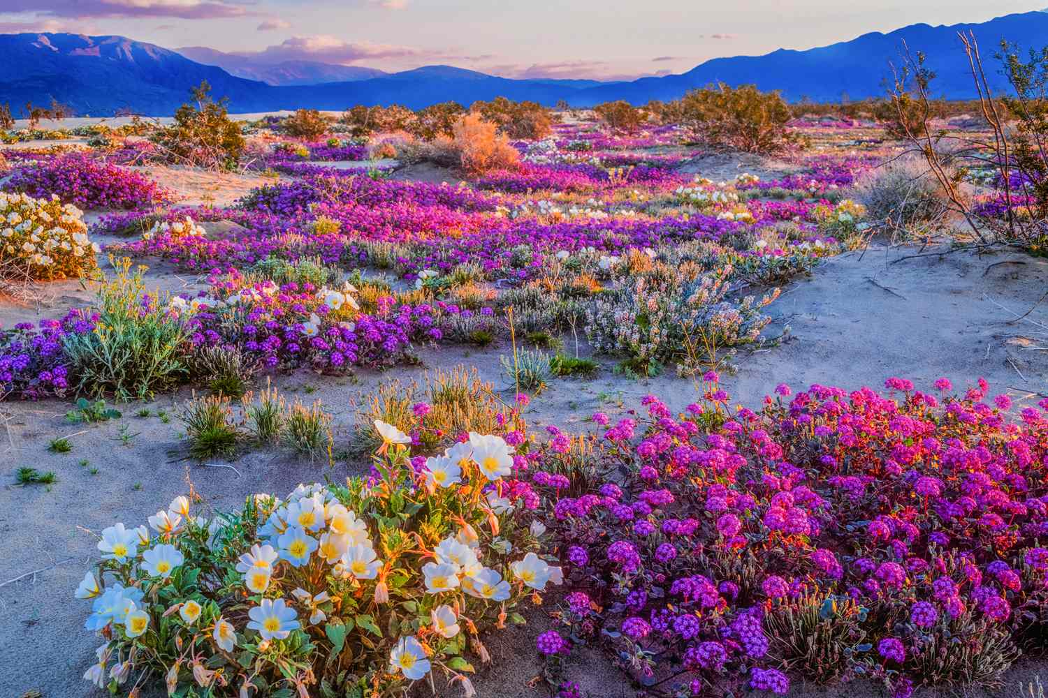 7 Best Places to See Wildflowers in California