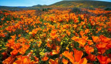 This Spring's Superbloom Could Be One of California's Best—Here Are the Top Parks to Visit