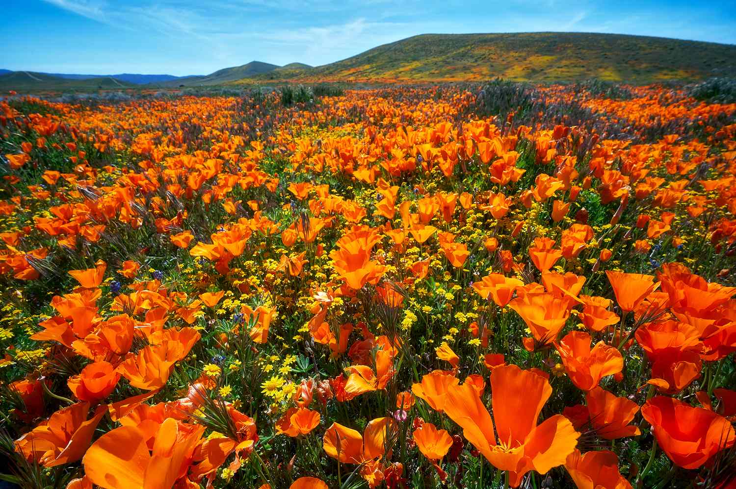 This Spring's Superbloom Could Be One of California's Best—Here Are the Top Parks to Visit