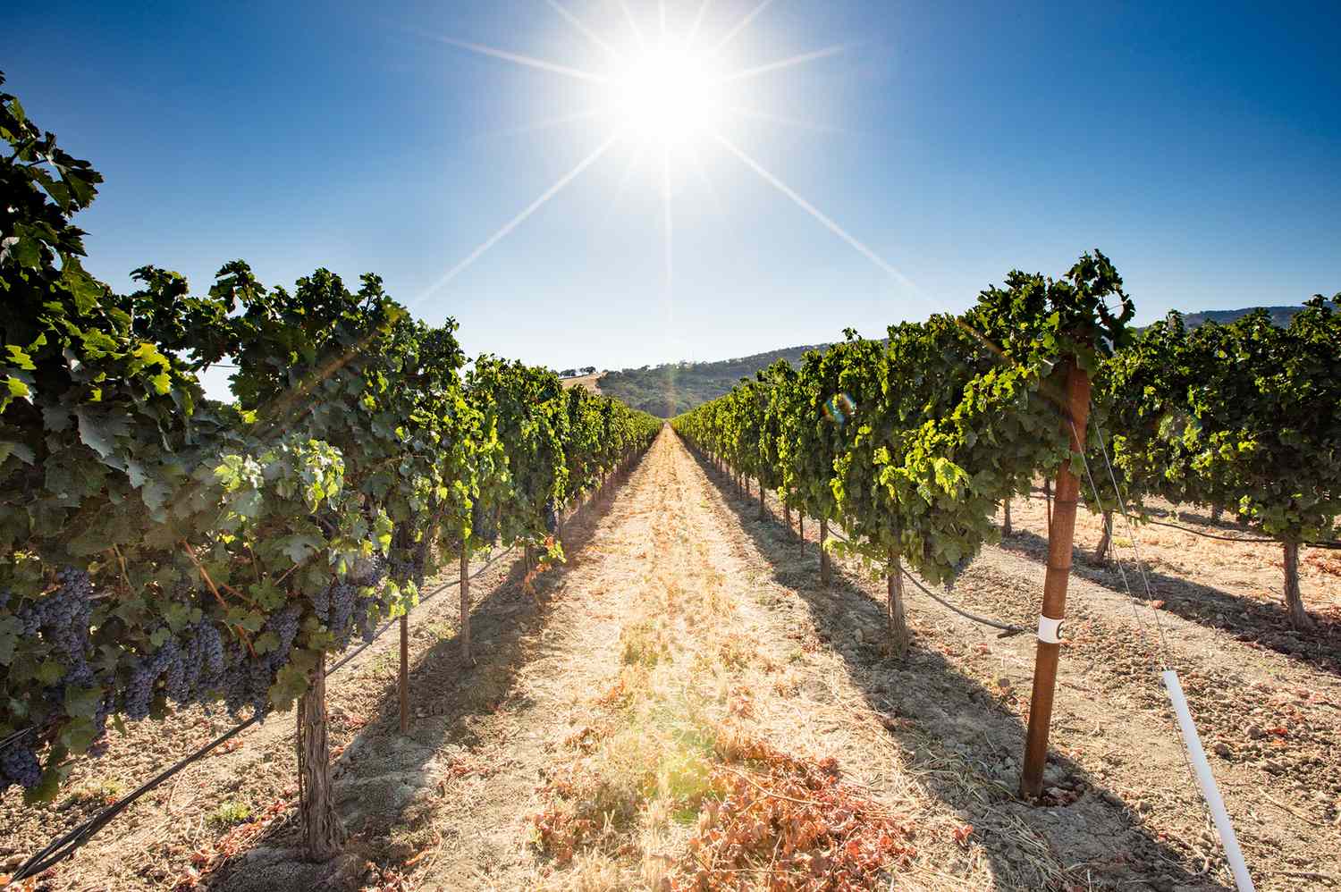This Is the No. 1 Wine Region in the U.S.—and It's Not Napa