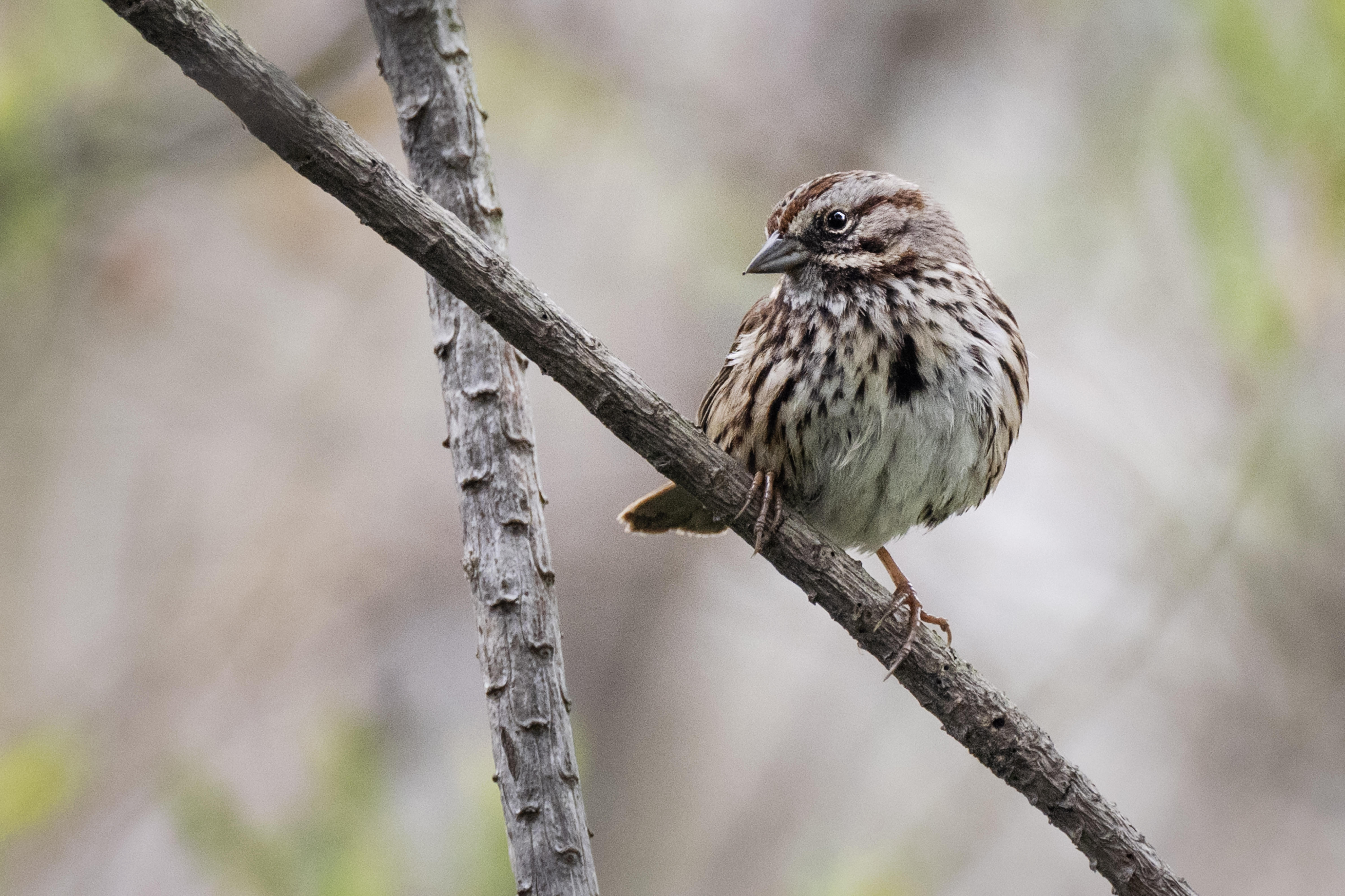 The Bixby Marshland that is maintained by the LA County...