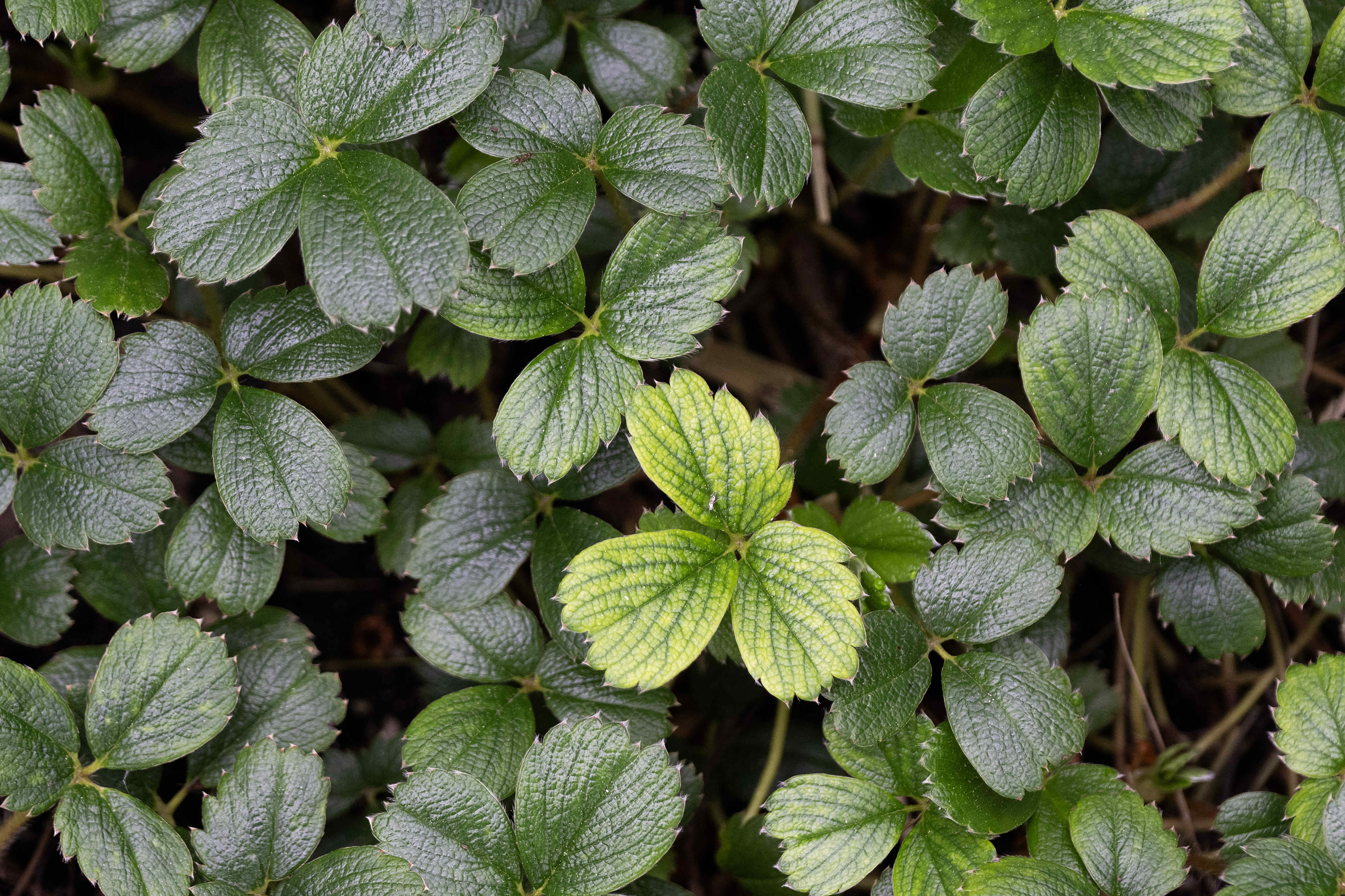 A beach strawberry plant growing at the Bixby Marshland in...