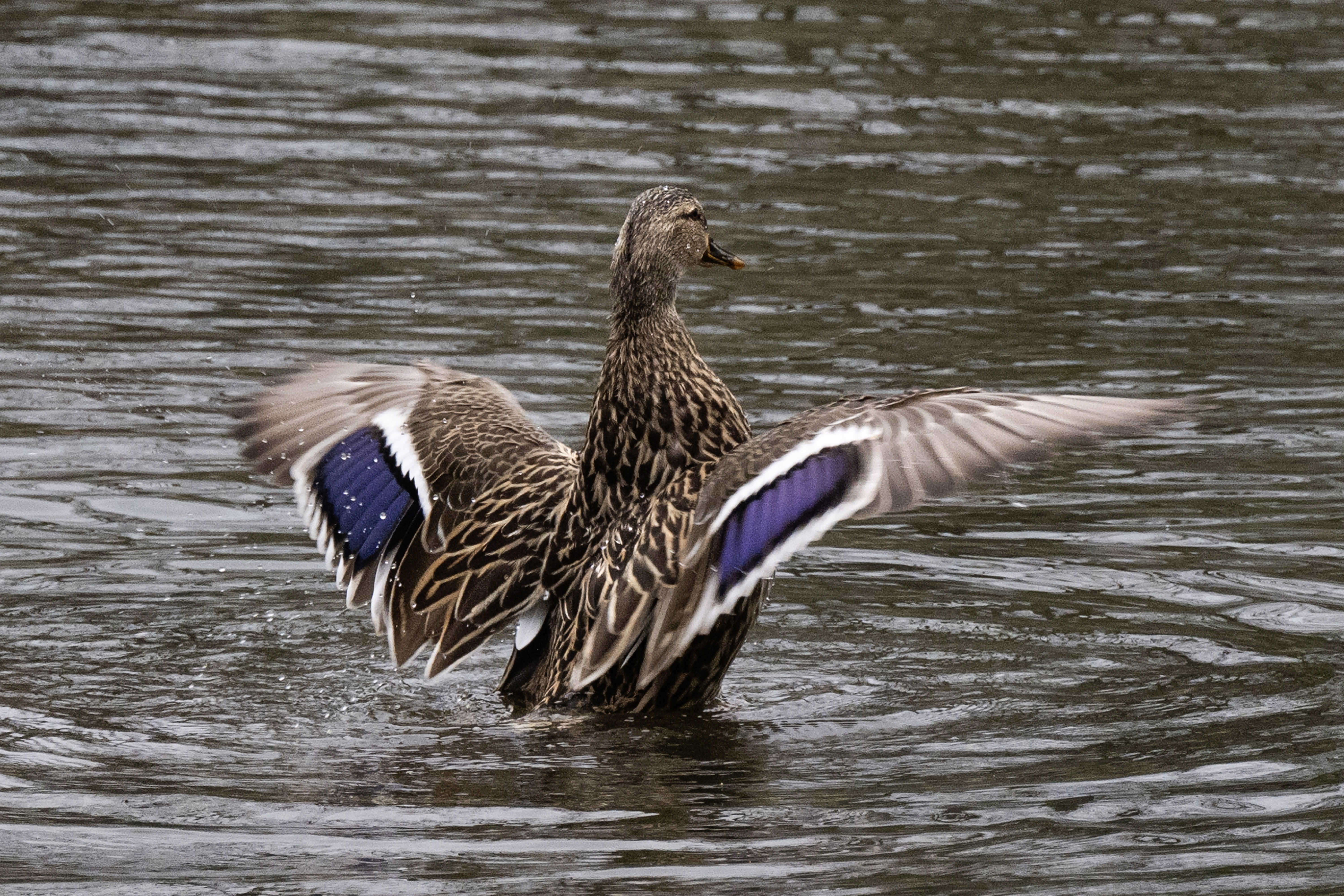 The Bixby Marshland is home to a variety of wildlife...