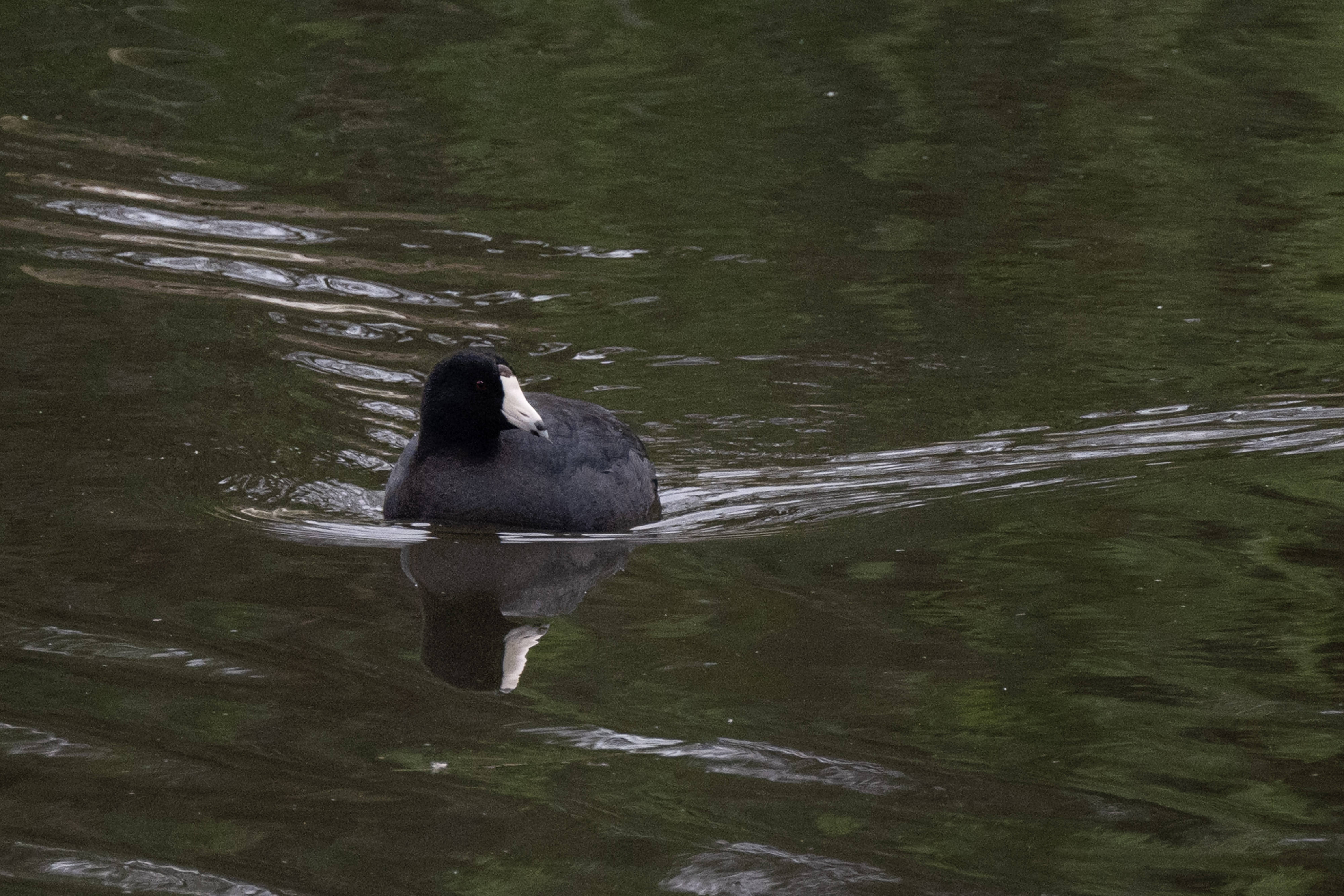 The Bixby Marshland that is maintained by the LA County...