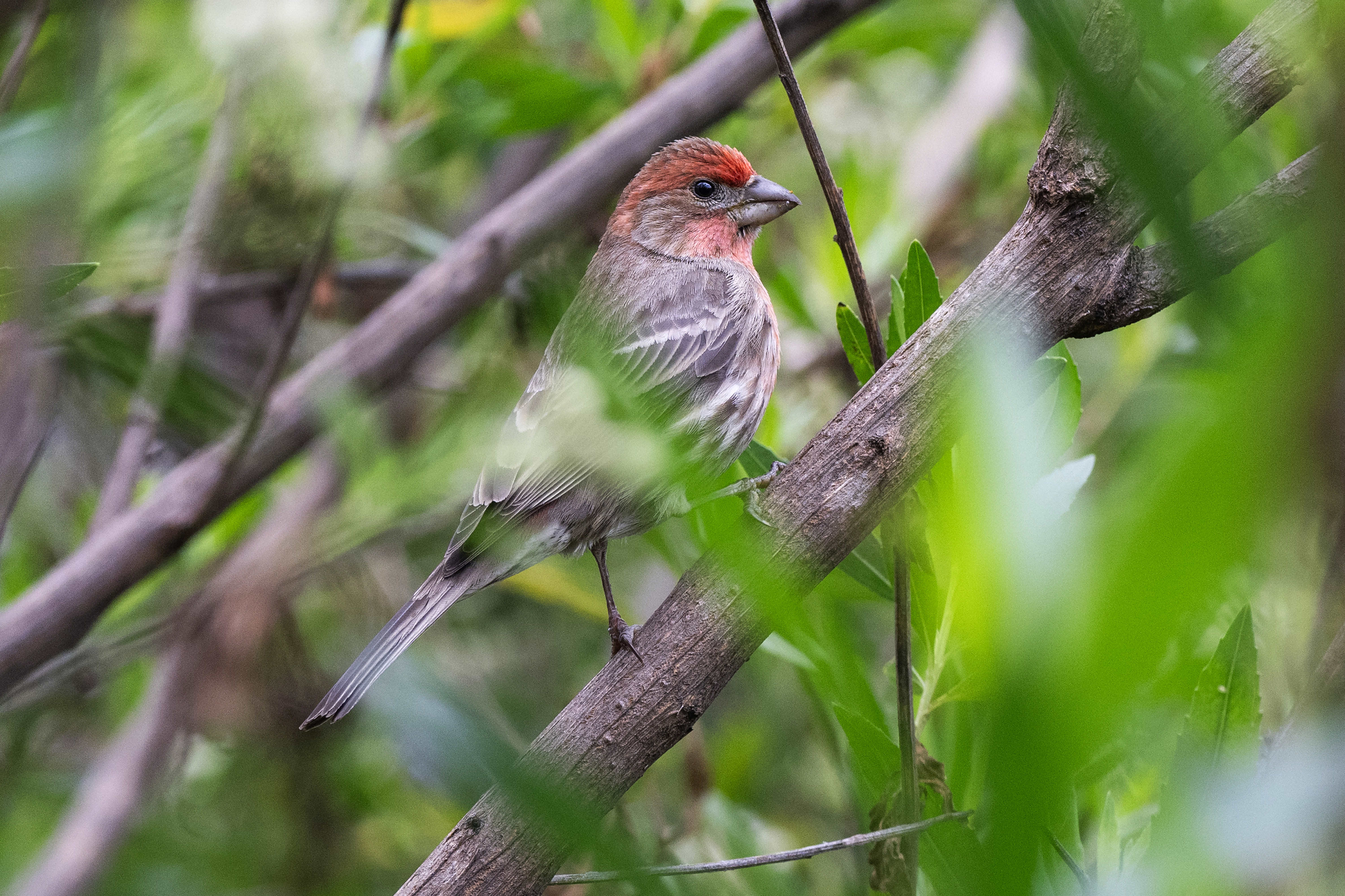 The Bixby Marshland is home to a variety of wildlife...