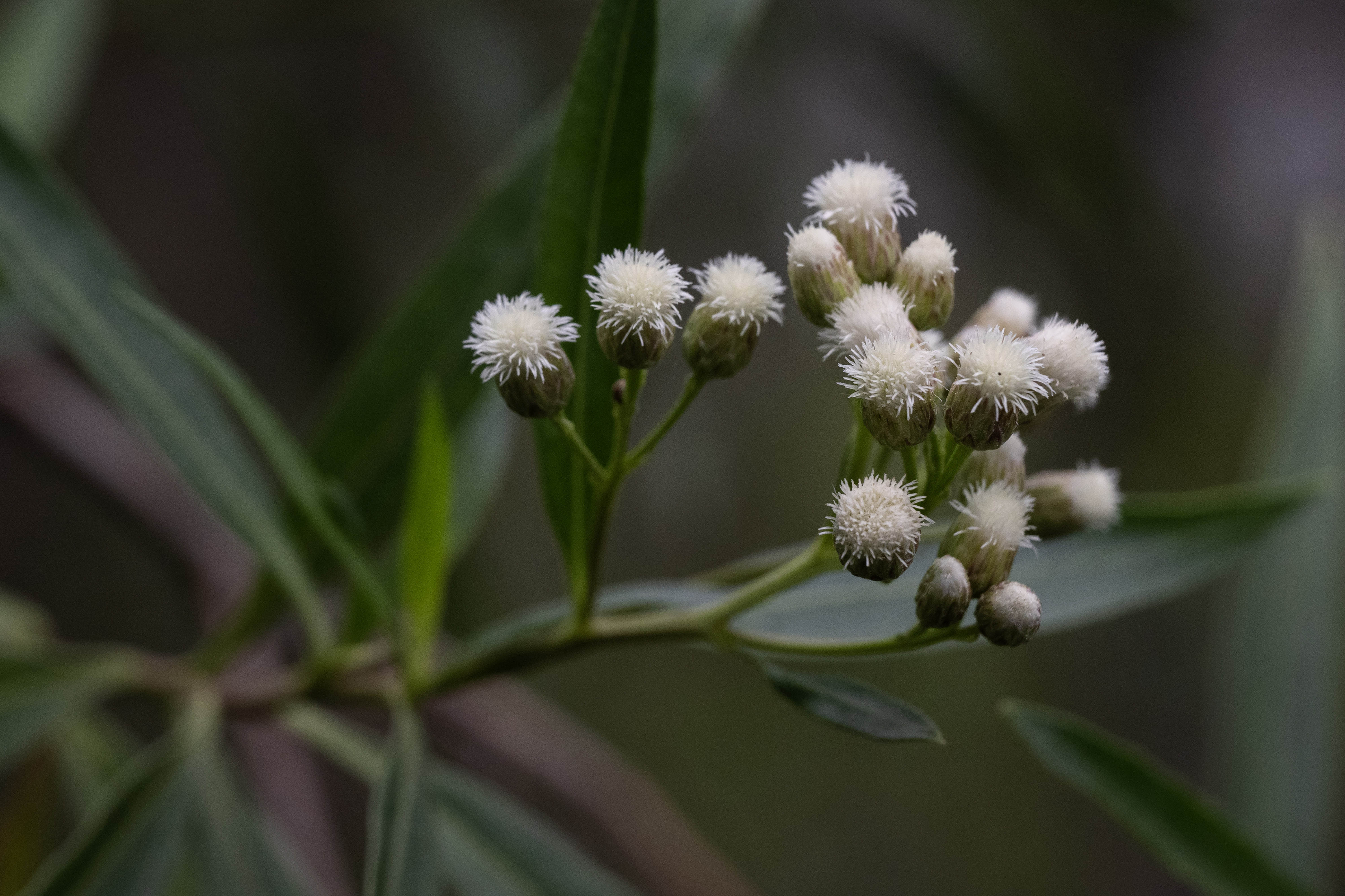 The Bixby Marshland that is maintained by the LA County...