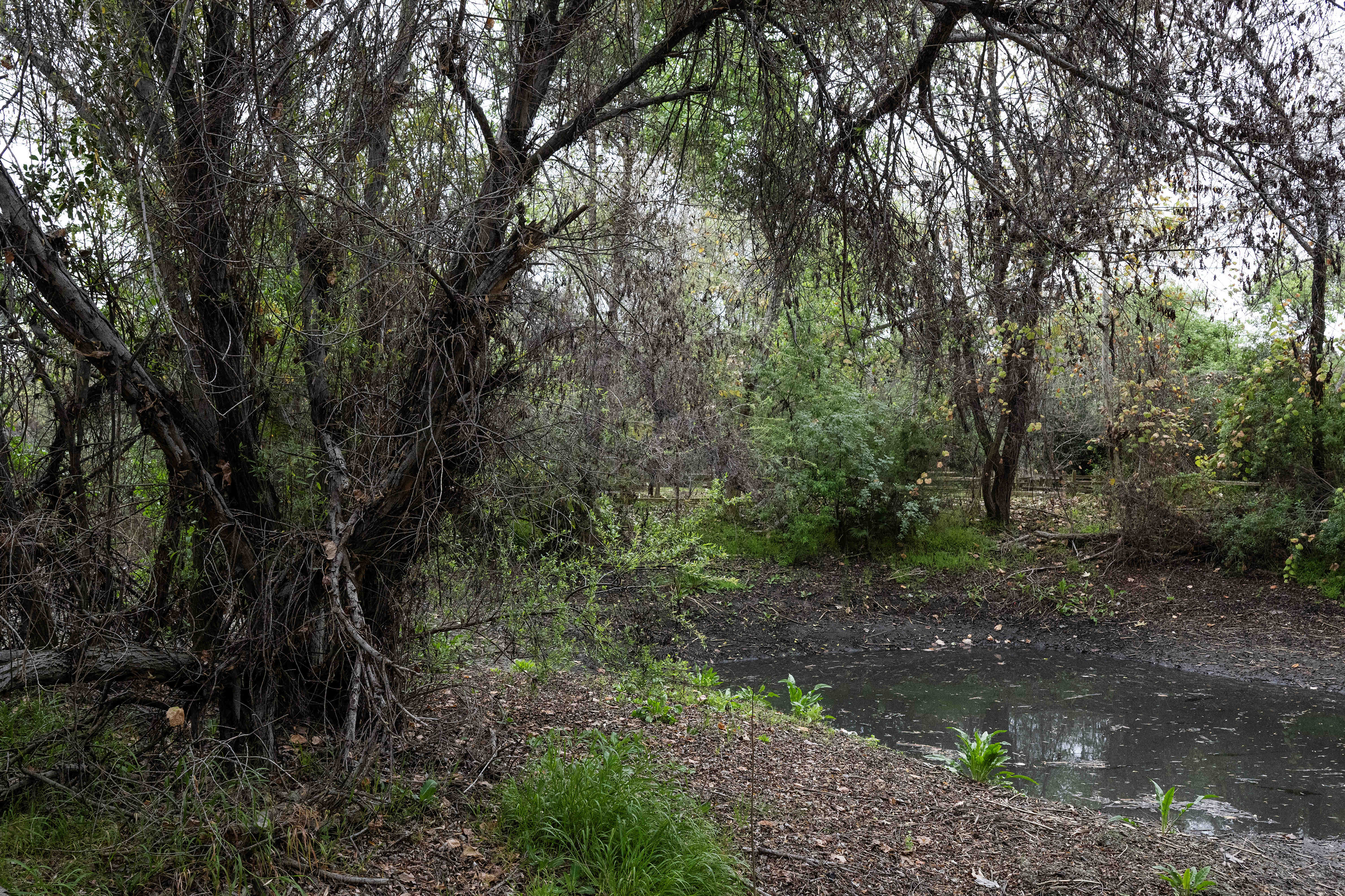 The Bixby Marshland that is maintained by the LA County...