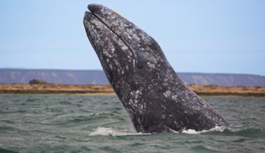 Visit gray whales — and more — on Cabrillo aquarium’s nine-day ocean voyage – Press Telegram