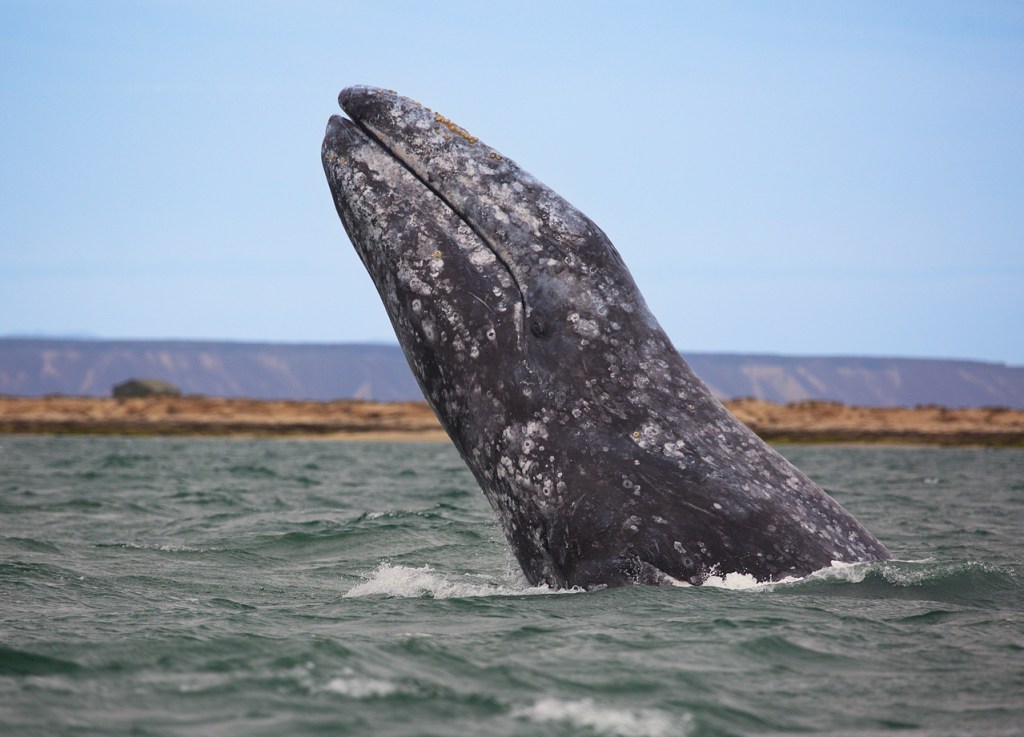 Visit gray whales — and more — on Cabrillo aquarium’s nine-day ocean voyage – Press Telegram