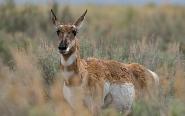 A pronghorn at Loyalton Ranch property north of Lake Tahoe. (Andrew Wright - Lighthawk Photo / National Parks Service)