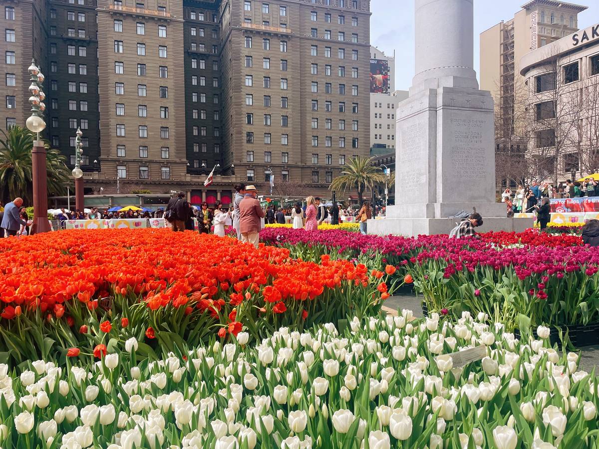Tulip garden at Union Square