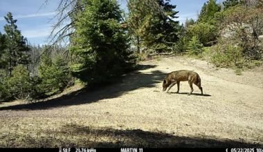 Will wolves ever make it back to Southern California? – Annenberg Media