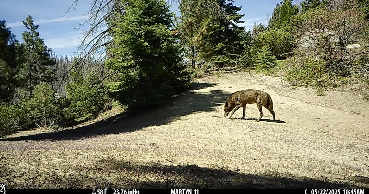 Will wolves ever make it back to Southern California? – Annenberg Media