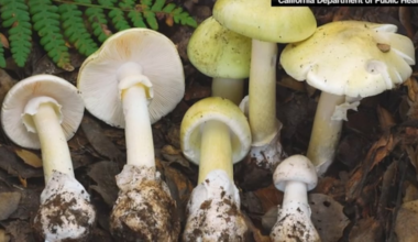 This state is telling people to stop foraging after 4 die from eating toxic mushrooms