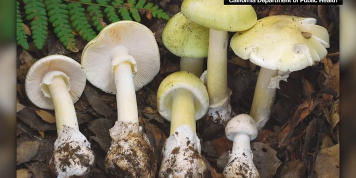 This state is telling people to stop foraging after 4 die from eating toxic mushrooms