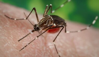 Santa Clara County to treat for mosquitoes Wednesday in Palo Alto flood basin – The Mercury News