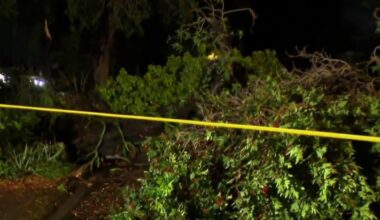 Overnight storm leaves behind fallen trees, knocks down stoplight – NBC Los Angeles