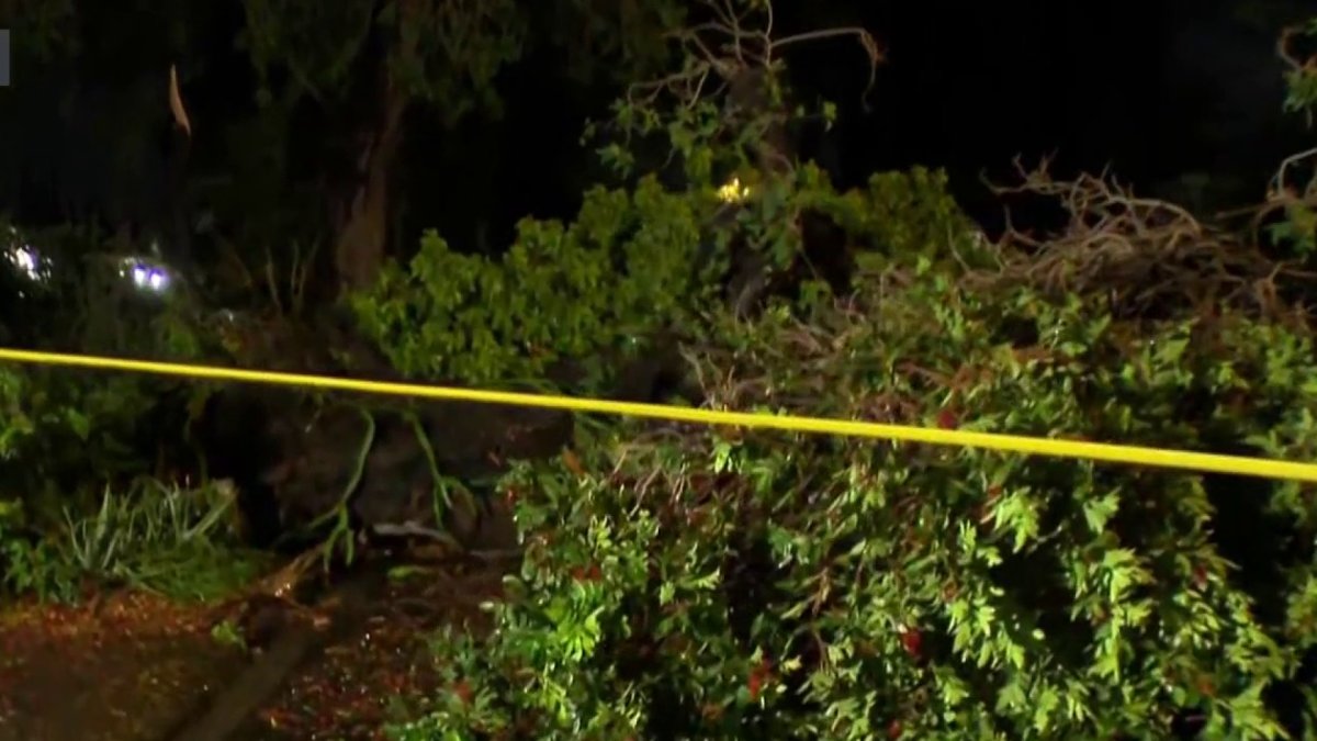 Overnight storm leaves behind fallen trees, knocks down stoplight – NBC Los Angeles