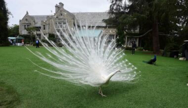 California has more billionaires — about 200 — than any other state. In 2016, a peacock walked across the lawn at the Playboy Mansion in Los Angeles, a property that was being purchased by billionaire Daren Metropoulos.