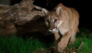 Mountain lion walking