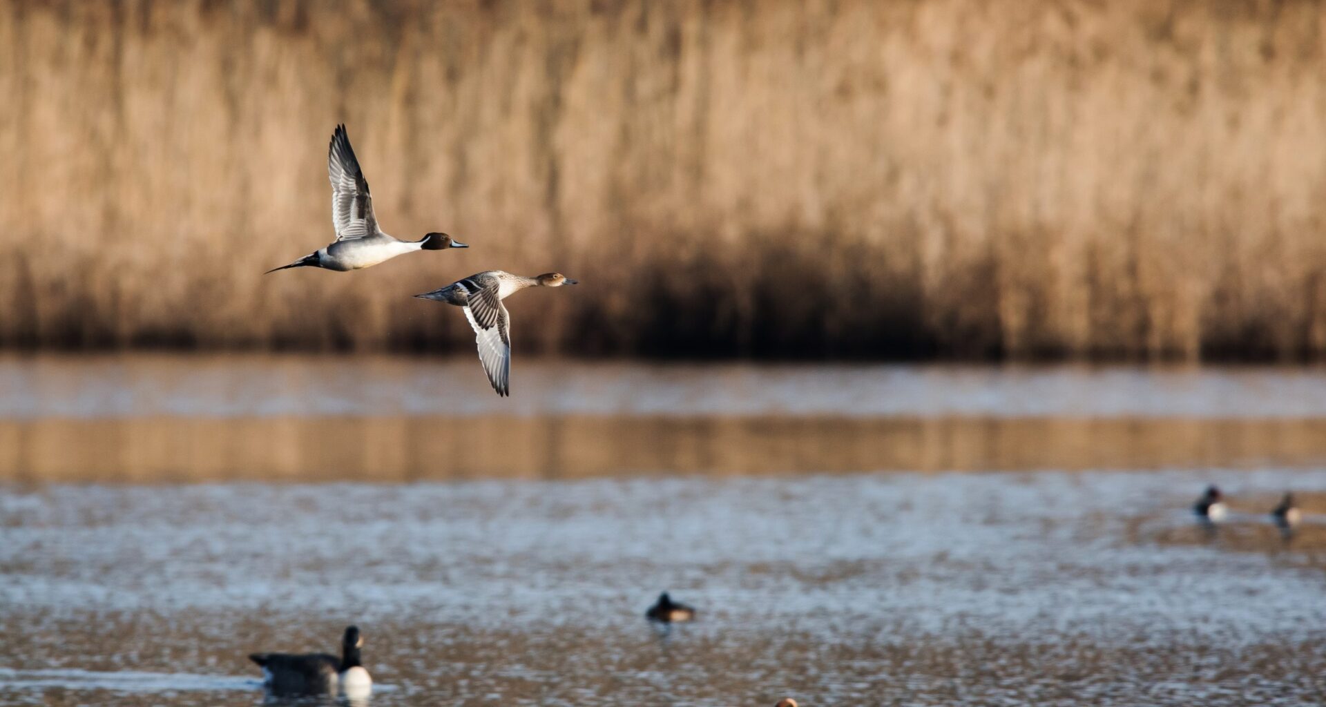 California Fish and Game Commission to Tackle Critical Hunting and Fishing Issues