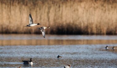 California Fish and Game Commission to Tackle Critical Hunting and Fishing Issues