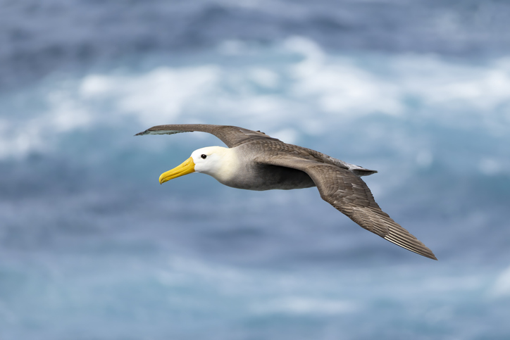 Waved albatross flying over ocean waves.