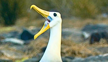 Endangered Galapagos Seabird Makes 3,000-Mile-Detour to California : ScienceAlert